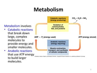 Metabolism
Metabolism involves
• Catabolic reactions
that break down
large, complex
molecules to
provide energy and
smaller molecules.
• Anabolic reactions
that use ATP energy
to build larger
molecules.
3
 