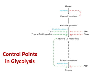 Control Points
in Glycolysis
 