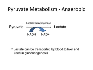 Pyruvate Metabolism - Anaerobic
Pyruvate Lactate
NADH NAD+
Lactate Dehydrogenase
 Lactate can be transported by blood to liver and
used in gluconeogenesis
 
