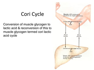 Cori Cycle
Conversion of muscle glycogen to
lactic acid & reconversion of this to
muscle glycogen termed cori lactic
acid cycle
 