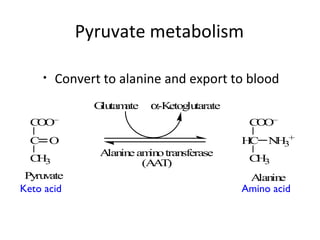 Pyruvate metabolism
• Convert to alanine and export to blood
COO–
C O
CH3
COO–
HC NH3
+
CH3
Alanineaminotransferase
(AAT)
AlaninePyruvate
Glutamate α-Ketoglutarate
Keto acid Amino acid
 