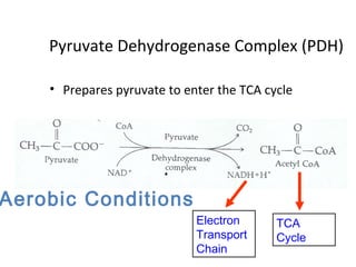 Pyruvate Dehydrogenase Complex (PDH)
• Prepares pyruvate to enter the TCA cycle
Electron
Transport
Chain
TCA
Cycle
Aerobic Conditions
 