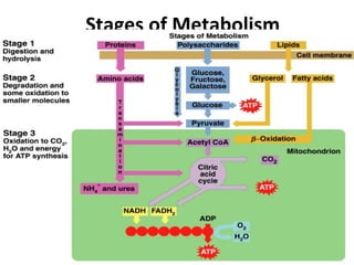 Stages of Metabolism
6
 
