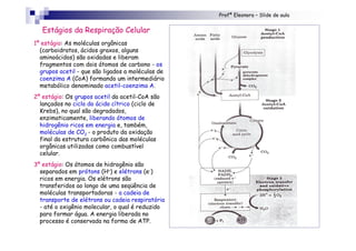 Profª Eleonora – Slide de aula
Estágios da Respiração Celular
1º estágio: As moléculas orgânicas
(carboidratos, ácidos graxos, alguns
aminoácidos) são oxidadas e liberam
fragmentos com dois átomos de carbono - os
grupos acetil - que são ligados a moléculas de
coenzima A (CoA) formando um intermediário
metabólico denominado acetil-coenzima A.
2º estágio: Os grupos acetil da acetil-CoA são
lançados no ciclo do ácido cítrico (ciclo de
Krebs), no qual são degradados,
enzimaticamente, liberando átomos de
hidrogênio ricos em energia e, também,
moléculas de CO2 - o produto da oxidação
final da estrutura carbônica das moléculas
orgânicas utilizadas como combustível
celular.
3º estágio: Os átomos de hidrogênio são
separados em prótons (H+) e elétrons (e-)
ricos em energia. Os elétrons são
transferidos ao longo de uma seqüência de
moléculas transportadoras - a cadeia de
transporte de elétrons ou cadeia respiratória
- até o oxigênio molecular, o qual é reduzido
para formar água. A energia liberada no
processo é conservada na forma de ATP.
 