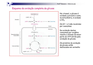Profª Eleonora – Slide de aula
No citossol, a glicose é
oxidada a piruvato e este,
na mitocôndria, é oxidado
a CO2.
Os (H+ + e–) são recebidos
por coenzimas.
Da oxidação destas
coenzimas por oxigênio
resulta a síntese da maior
parte do ATP obtido pela
oxidação da glicose.
Os produtos da oxidação
da glicose estão
destacados em vermelho
Esquema da oxidação completa da glicose
 
