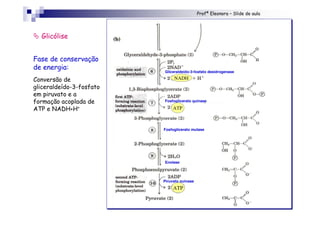 Profª Eleonora – Slide de aula
" Glicólise
Fase de conservação
de energia:
Conversão de
gliceraldeído-3-fosfato
em piruvato e a
formação acoplada de
ATP e NADH+H+
Gliceraldeído-3-fosfato desidrogenase
Fosfoglicerato quinase
Fosfoglicerato mutase
Enolase
Piruvato quinase
NADH
ATP
ATP
 