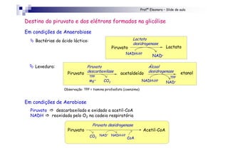 Profª Eleonora – Slide de aula
Destino do piruvato e dos elétrons formados na glicólise
Em condições de Anaerobiose
" Bactérias do ácido láctico: Lactato
desidrogenase
NADH+H+
NAD+
Piruvato Lactato
" Levedura:
Observação: TPP = tiamina pirofosfato (coenzima)
Piruvato
TPP
Mg++ CO2
Piruvato
descarboxilase
Álcool
desidrogenase
NADH+H+
TPP
NAD+
acetaldeído etanol
Em condições de Aerobiose
Piruvato ! descarboxilado e oxidado a acetil-CoA
NADH ! reoxidada pelo O2 na cadeia respiratória
Piruvato desidrogenase
Piruvato Acetil-CoA
CoACO2
NAD+ NADH+H+
 