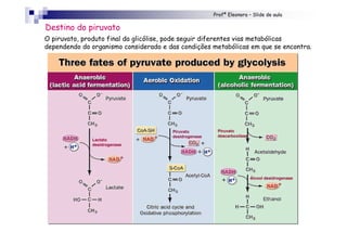 Profª Eleonora – Slide de aula
Destino do piruvato
O piruvato, produto final da glicólise, pode seguir diferentes vias metabólicas
dependendo do organismo considerado e das condições metabólicas em que se encontra.
Lactato
desidrogenase
Piruvato
desidrogenase
Piruvato
descarboxilase
Álcool desidrogenase
 