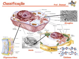 Classificação              Prof. Emanuel




                                      Glicogênio




                   Amido



Oligossacarídeos                     Celulose
 