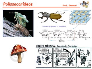 Polissacarídeos       Prof. Emanuel




                  Quitina
 