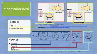 Monossacarídeos
Pentoses
• Ribose
• Desoxirribose
Hexoses
• Glicose
• Frutose
• Galactose
RNA
Ribose
A imagem original do autor OpenStax College foi modificada.
LINK DA IMAGEM ORIGINAL - http://upload.wikimedia.org/wikipedia/commons/d/d3/0322_DNA_Nucleotides.jpg
LINK DA LICENÇA - http://creativecommons.org/licenses/by/3.0/deed.en
Desoxirribose
DNA
α β
Ilustração das cadeias de carboidratos sob Domínio Público
 