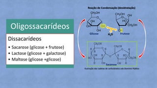 Oligossacarídeos
Dissacarídeos
• Sacarose (glicose + frutose)
• Lactose (glicose + galactose)
• Maltose (glicose +glicose)
Reação de Condensação (desidratação)
H2O
Ilustração das cadeias de carboidratos sob Domínio Público
Glicose Frutose
Sacarose
 