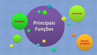 Principais
Funções
Energética
Estrutural
Reserva
energética
 