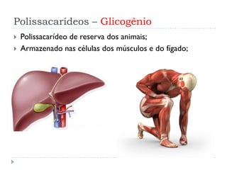 Polissacarídeos – Glicogênio
 Polissacarídeo de reserva dos animais;
 Armazenado nas células dos músculos e do fígado;
 