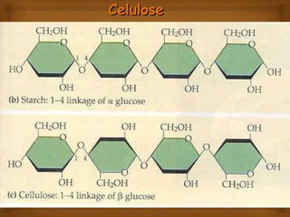 CeluloseCelulose
 