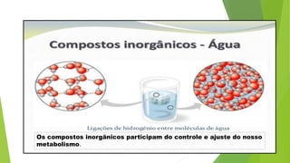 Os compostos inorgânicos participam do controle e ajuste do nosso
metabolismo.
 