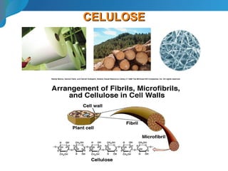 CELULOSECELULOSE
 