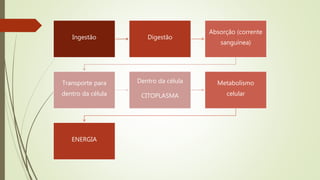Ingestão Digestão
Absorção (corrente
sanguínea)
Transporte para
dentro da célula
Dentro da célula
CITOPLASMA
Metabolismo
celular
ENERGIA
 