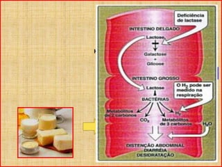 GLICOSE
CH2OH
OH
H
H
OHH
OH
HH
HO +
CH2OH
HO OH
H OH
H
HOH HH
GALACTOSE
LACTOSE
Encontrada no Leite
 