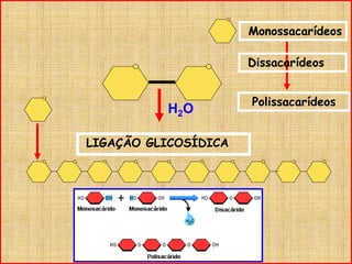 LIGAÇÃO GLICOSÍDICA
Monossacarídeos
Polissacarídeos
H2O
Dissacarídeos
 