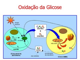 Oxidação da Glicose
 