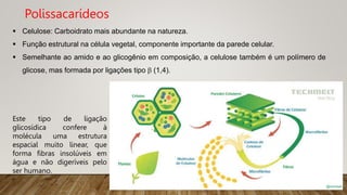  Celulose: Carboidrato mais abundante na natureza.
 Função estrutural na célula vegetal, componente importante da parede celular.
 Semelhante ao amido e ao glicogênio em composição, a celulose também é um polímero de
glicose, mas formada por ligações tipo  (1,4).
Polissacarídeos
Este tipo de ligação
glicosídica confere à
molécula uma estrutura
espacial muito linear, que
forma fibras insolúveis em
água e não digeríveis pelo
ser humano.
 