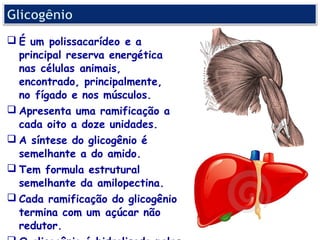  É um polissacarídeo e a
  principal reserva energética
  nas células animais,
  encontrado, principalmente,
  no fígado e nos músculos.
 Apresenta uma ramificação a
  cada oito a doze unidades.
 A síntese do glicogênio é
  semelhante a do amido.
 Tem formula estrutural
  semelhante da amilopectina.
 Cada ramificação do glicogênio
  termina com um açúcar não
  redutor.
 