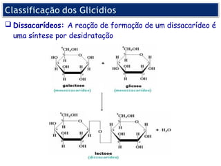  Dissacarídeos: A reação de formação de um dissacarídeo é
  uma síntese por desidratação
 