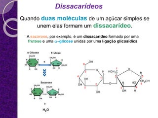 Dissacarídeos
Quando duas moléculas de um açúcar simples se
unem elas formam um dissacarídeo.
A sacarose, por exemplo, é um dissacarídeo formado por uma
frutose e uma a-glicose unidas por uma ligação glicosídica
 