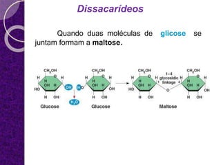 Dissacarídeos
Quando duas moléculas de glicose se
juntam formam a maltose.
 