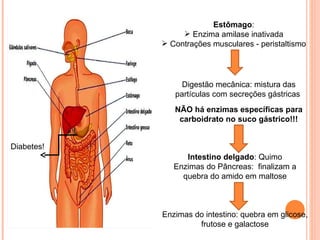 Estômago:
                  Enzima amilase inativada
             Contrações musculares - peristaltismo




                 Digestão mecânica: mistura das
               partículas com secreções gástricas
               NÃO há enzimas específicas para
                carboidrato no suco gástrico!!!


Diabetes!
                  Intestino delgado: Quimo
               Enzimas do Pâncreas: finalizam a
                 quebra do amido em maltose



            Enzimas do intestino: quebra em glicose,
                     frutose e galactose
 