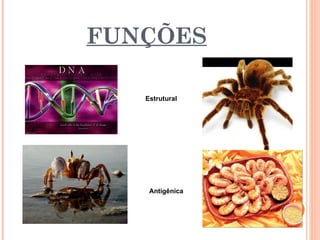 FUNÇÕES

   Estrutural




    Antigênica
 