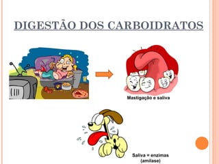 DIGESTÃO DOS CARBOIDRATOS




              Mastigação e saliva




                Saliva = enzimas
                    (amilase)
 