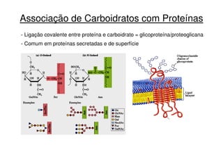 Associação de Carboidratos com Proteínas
- Ligação covalente entre proteína e carboidrato = glicoproteína/proteoglicana
- ...