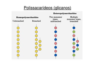 Polissacarídeos (glicanos)
 