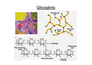 Glicogênio
 