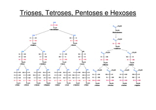 Trioses, Tetroses, Pentoses e Hexoses
 