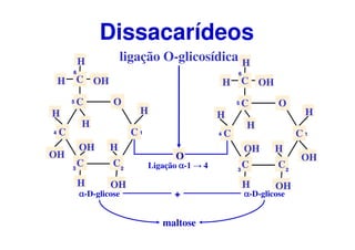 O
C
CC
C
C
CH OH
H
H
H
H
OH
OH
OH
H
O
H
1
23
4
5
6
O
C
CC
C
C
CH OH
H
H
H
H
OH
OH
H
OH
H
1
23
4
5
6
ligação O-glicosídica
Dissacarídeos
maltose
αααα-D-glicose αααα-D-glicose+
Ligação αααα-1 → 4
 