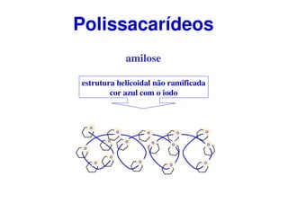 amilose
estrutura helicoidal não ramificada
cor azul com o iodo
O
O
O
O
O
O
O
O O O
O
O
O
O
O
O
Polissacarídeos
 