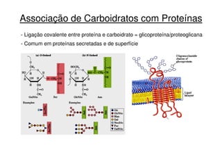 Associação de Carboidratos com Proteínas
- Ligação covalente entre proteína e carboidrato = glicoproteína/proteoglicana
- Comum em proteínas secretadas e de superfície
 
