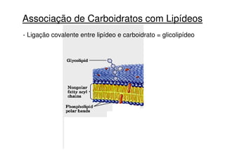 Associação de Carboidratos com Lipídeos
- Ligação covalente entre lipídeo e carboidrato = glicolipídeo
 