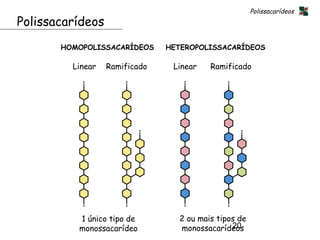 Polissacarídeos
Polissacarídeos
       HOMOPOLISSACARÍDEOS     HETEROPOLISSACARÍDEOS

         Linear   Ramificado    Linear   Ramificado




          1 único tipo de        2 ou mais tipos de
          monossacarídeo                       20
                                 monossacarídeos
 