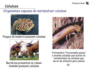 Polissacarídeos
 Celulose
Organismos capazes de metabolizar celulose




Fungos da madeira possuem celulase




                                     Protozoário Tryconinpha possui
                                     a enzima celulase que auxilia no
                                       metabolismo da celulose que
                                      serve de alimento para ambos
  Bactérias presentes no rúmen
                                                   28
    também possuem celulase
 