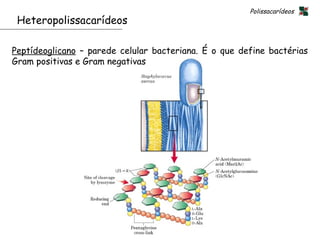 Polissacarídeos
 Heteropolissacarídeos

Peptídeoglicano – parede celular bacteriana. É o que define bactérias
Gram positivas e Gram negativas




                                                   30
 