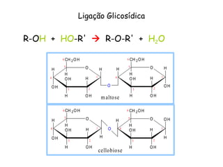 Ligação Glicosídica
R-OH + HO-R'  R-O-R' + H2O
H O
O H
H
O H
H
O H
CH 2O H
H
O H
O H
H
O H
H
O H
CH 2O H
H
O
H
H
1
2
3
5
4
6
1
2
3
4
5
6
maltose
H O
OH
H
OH
H
OH
CH 2OH
H
O OH
H
H
OH
H
OH
CH 2OH
H
H
H
O
1
2
3
4
5
6
1
2
3
4
5
6
cellobiose
 