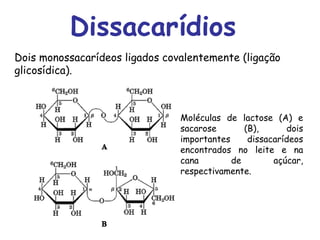 Dissacarídios
Dois monossacarídeos ligados covalentemente (ligação
glicosídica).
Moléculas de lactose (A) e
sacarose (B), dois
importantes dissacarídeos
encontrados no leite e na
cana de açúcar,
respectivamente.
 