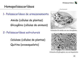 Polissacarídeos

 Homopolissacarídeos

1- Polissacarídeos de armazenamento

      Amido (células de plantas)
      Glicogênio (células de animais)
                                         Grânulos de amido em um cloroplasto
2- Polissacarídeos estruturais

      Celulose (células de plantas)
      Quitina (exoesqueleto)

                                        Grânulos de glicogênio em um hepatócito

                                                                           20
 