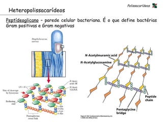Polissacarídeos
 Heteropolissacarídeos
Peptídeoglicano – parede celular bacteriana. É o que define bactérias
Gram positivas e Gram negativas




                                                                         28
 