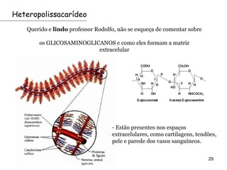 Heteropolissacarídeo
   Querido e lindo professor Rodolfo, não se esqueça de comentar sobre

       os GLICOSAMINOGLICANOS e como eles formam a matriz
                         extracelular




                                   - Estão presentes nos espaços
                                   extracelulares, como cartilagens, tendões,
                                   pele e parede dos vasos sanguíneos.


                                                                         29
 