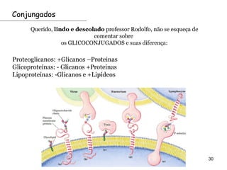 Conjungados
      Querido, lindo e descolado professor Rodolfo, não se esqueça de
                             comentar sobre
                  os GLICOCONJUGADOS e suas diferença:

Proteoglicanos: +Glicanos –Proteinas
Glicoproteínas: - Glicanos +Proteínas
Lipoproteínas: -Glicanos e +Lipídeos




                                                                        30
 
